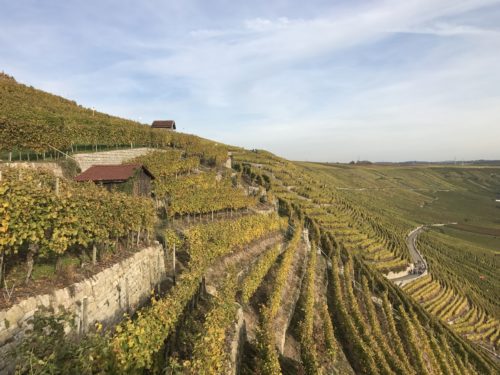 Weinberge zwischen Mundelsheim und Hessigheim